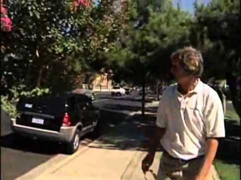 'Miracle' Weeping Tree Outside Church Is Actually Crying Bug Crap