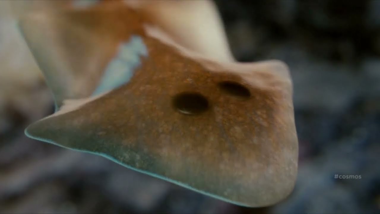 Evolução do OLHO - Da Bactéria ao Ser Humano (Dublado)