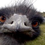 A Guerra dos Emus